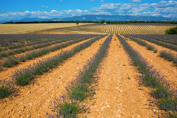 Fields with young lavender plants in the Provence — Stock Photo, Image