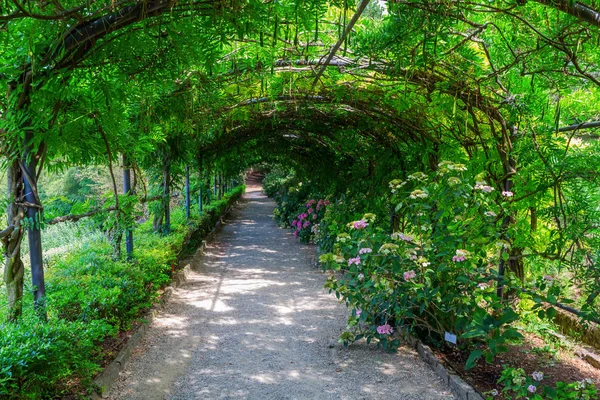 Träd Tunnel i den Giardino Bardini, Florens, Italien — Stockfoto