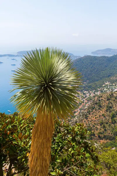 Exotique plant in the exotique garden in Eze, South France — Stock Photo, Image