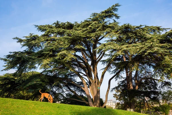 Eski sedir ağacı Parkı Buttes Chaumont — Stok fotoğraf