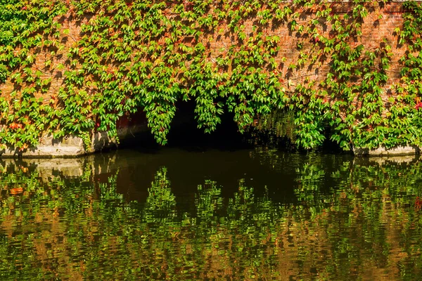 Ponte revestida de videira sobre um lago — Fotografia de Stock