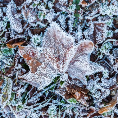 hoarfrost kışın yaprakları