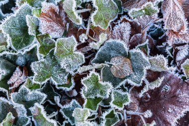 Ivy hoarfrost ile kışın yaprakları.