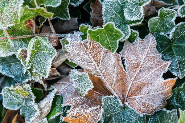 Liści z szron zimą — Zdjęcie stockowe