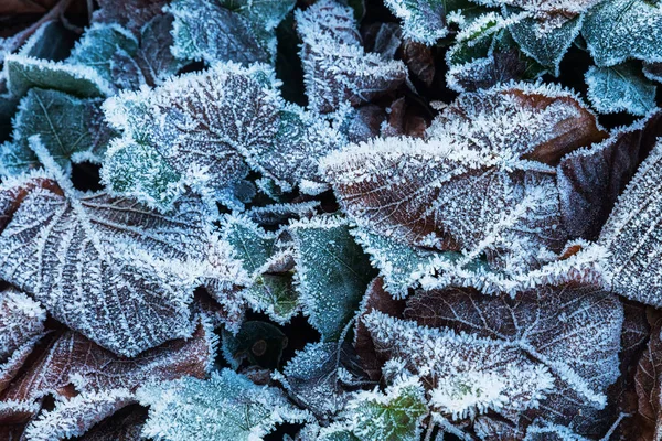 Hojas caídas con escarcha en invierno — Foto de Stock