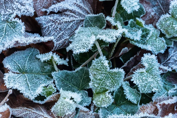 Hojas de hiedra con escarcha en invierno — Foto de Stock