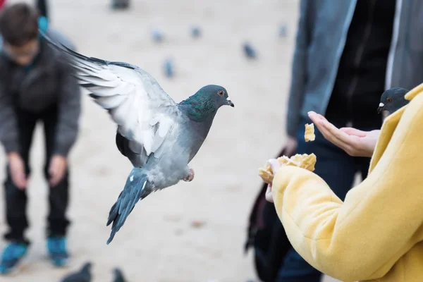 Frau mit Futter und einer fliegenden Taube — Stockfoto