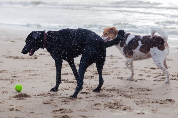Psy gry na plaży — Zdjęcie stockowe
