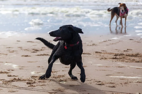 Czarny pies na plaży — Zdjęcie stockowe