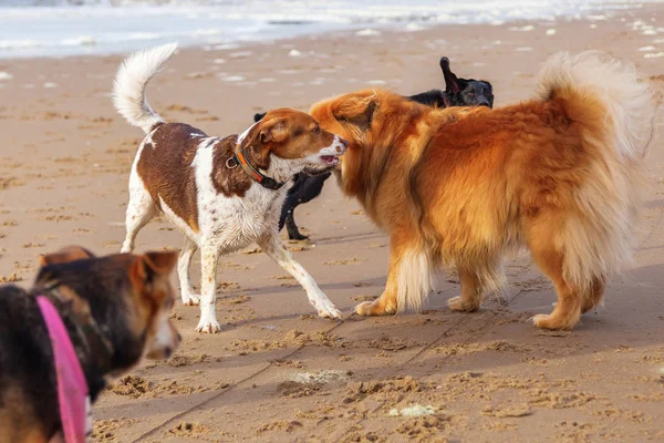 Pack van honden op het strand — Stockfoto