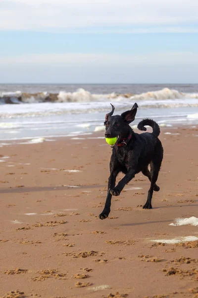 Czarny pies biegnie na plaży — Zdjęcie stockowe
