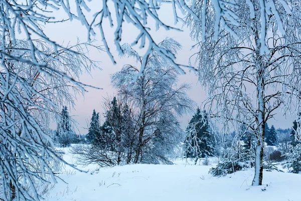 Зимовий пейзаж у високих Vens, Бельгія — стокове фото