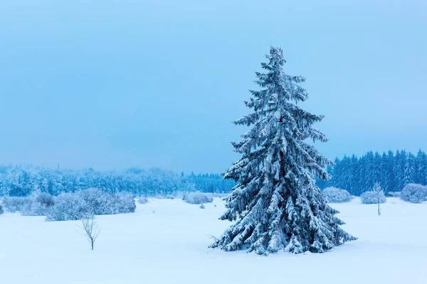 single tree in the snow High Vens, Belgium