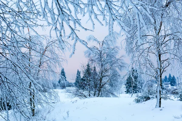 Зимовий пейзаж у високих Vens, Бельгія — стокове фото