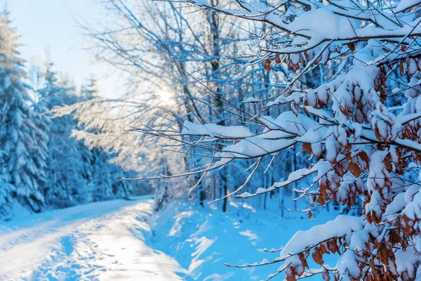 Стежка в сніжному покритому лісі — стокове фото