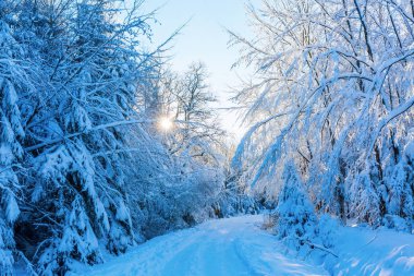 ağaçlar orman yolu kar ile kaplı