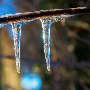 bir daldan aşağı asılı buz sarkıtları