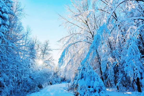 Лісова стежка з покритими снігом деревами — стокове фото