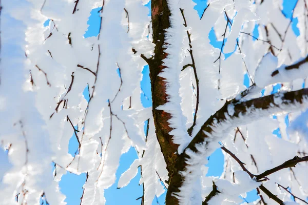 Δέντρο με κλαδιά χιόνι που καλύπτει — Φωτογραφία Αρχείου