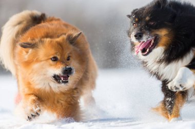 iki köpeği karda koşma