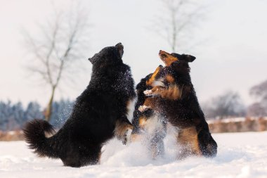 üç köpek karda atlama