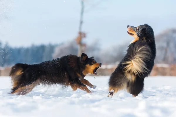 Dos perros en la nieve — Foto de Stock