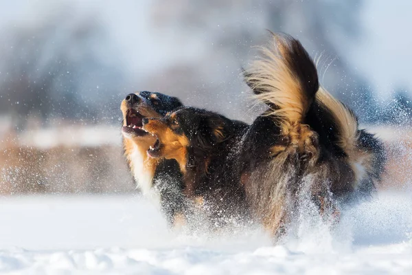 Två hundar i snön — Stockfoto