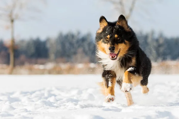 Dog runs in the snow — Stock Photo, Image
