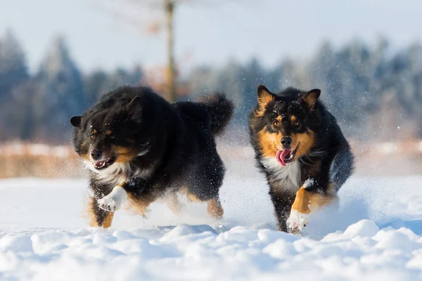 Dois cães na neve — Fotografia de Stock