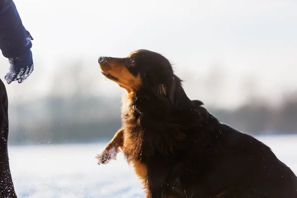 Perro muestra su pata helada una persona — Foto de Stock