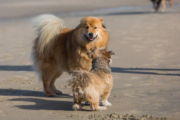 Dois cães reunidos na praia — Fotografia de Stock