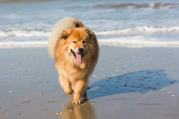 Schattige Elo hond op een strand — Stockfoto