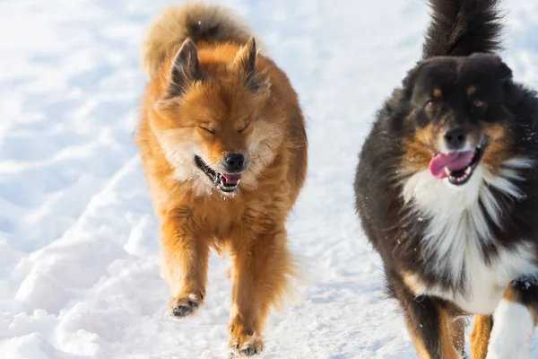 Dos perros corriendo en la nieve — Foto de Stock