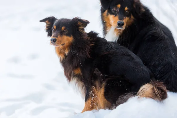 Porträtt av två hundar i snö — Stockfoto