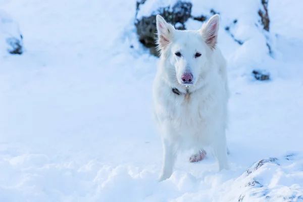 Portrait d'un chien blanc dans la neige — Photo