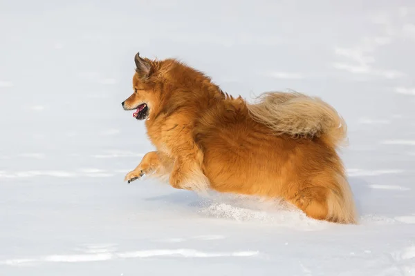 エロ犬は雪の中で走る — ストック写真
