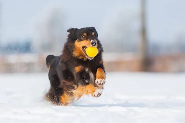 Cão com uma bola na neve — Fotografia de Stock