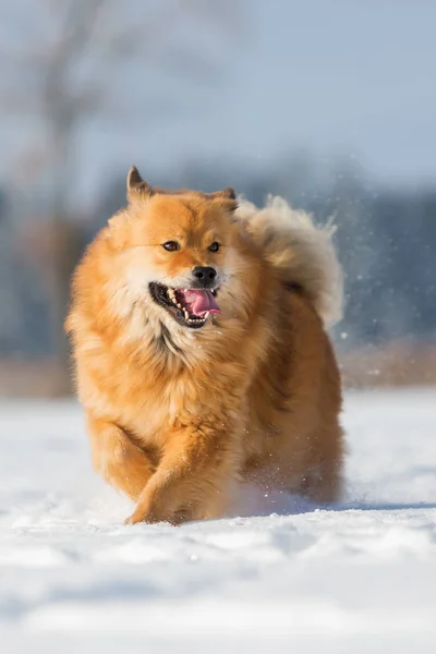 Elo cão corre na neve — Fotografia de Stock