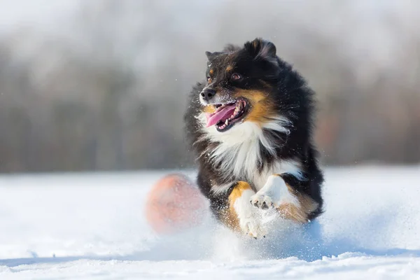 Hunden går i snön — Stockfoto