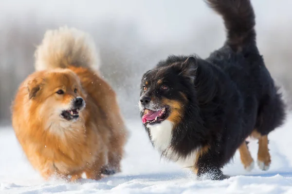 Dois cães correndo na neve — Fotografia de Stock