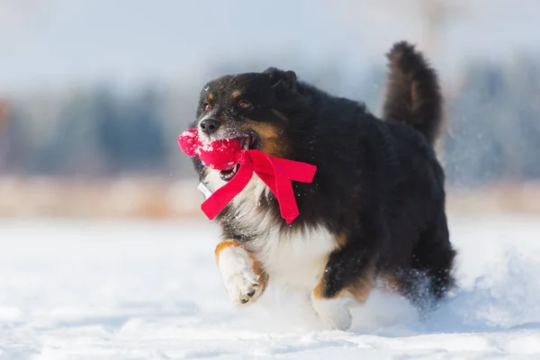 Hund mit Spielzeug läuft im Schnee — Stockfoto