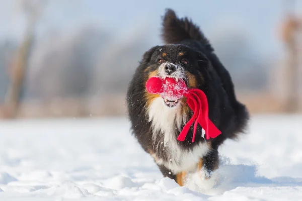 Hund mit Spielzeug läuft im Schnee — Stockfoto