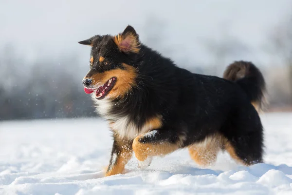 Pes běží na sněhu — Stock fotografie