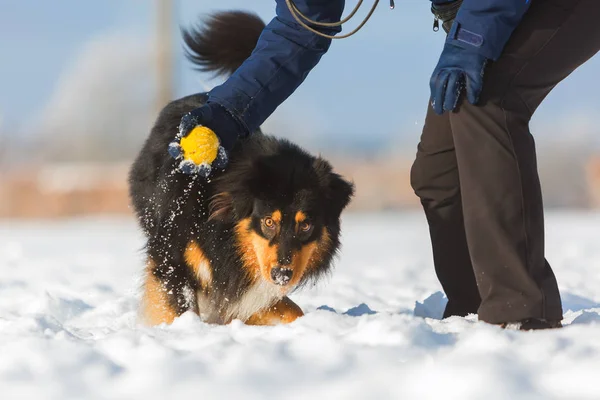 Man spelar med en hund i snön — Stockfoto