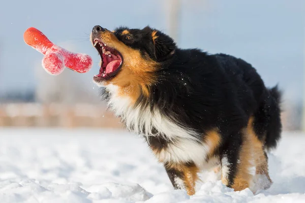Dog tries to catch a toy in the snow — Stock Photo, Image