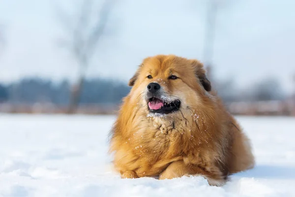 Elo pes leží na sněhu — Stock fotografie