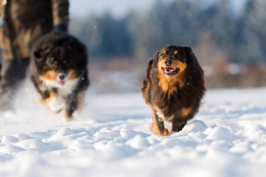 Avustralya çoban köpeği karda çalışır