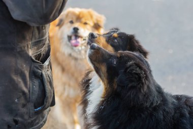 üç köpek bir adam tarafından yem
