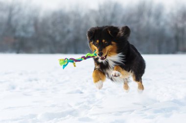 köpek ile a oyuncak karda burun içinde