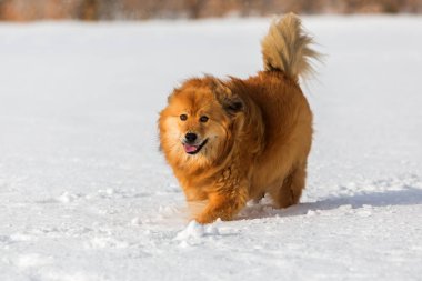 Elo köpek karda yürür
